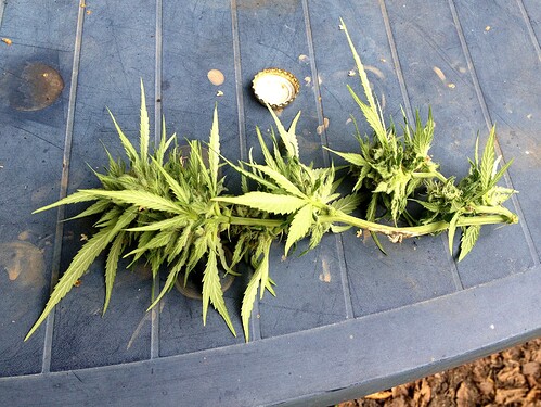 Growreport Bild 1