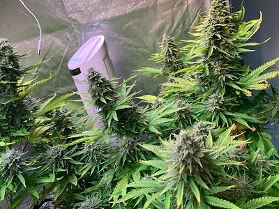 Growreport Bild 7