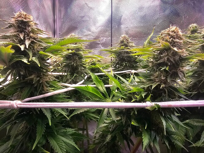 Growreport Bild 4