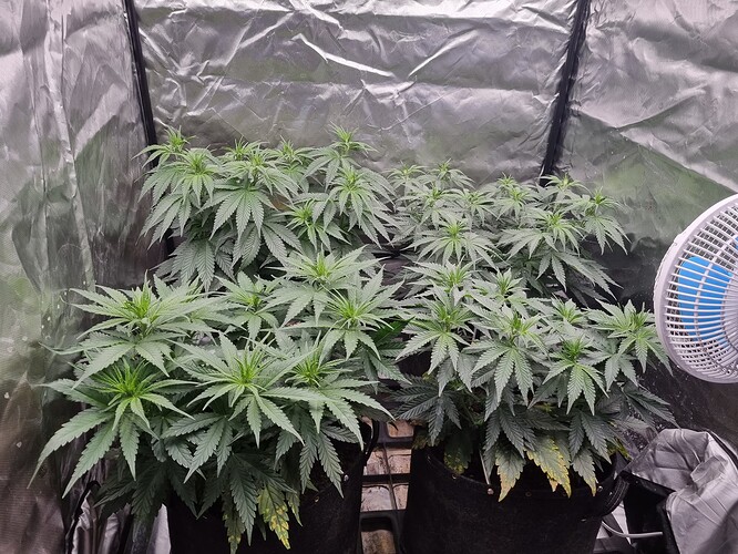 Growreport Bild 2