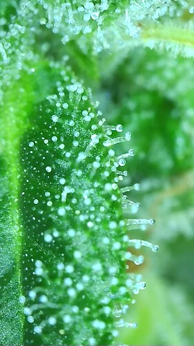 Growreport Bild 7