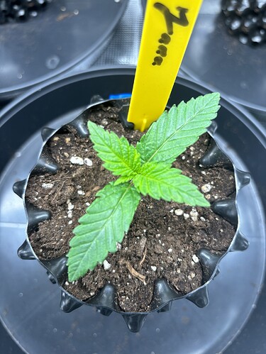 Growreport Bild 53