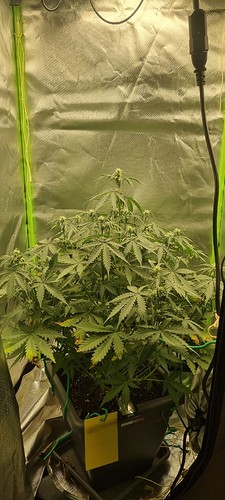 Growreport Bild 2