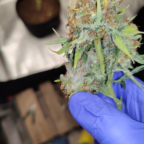 Growreport Bild 7