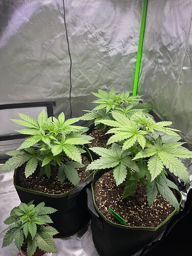 Growreport Bild 2