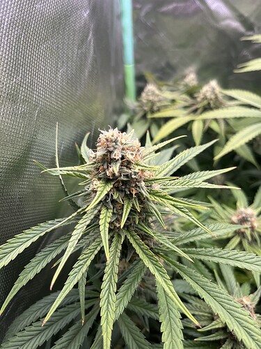 Growreport Bild 20