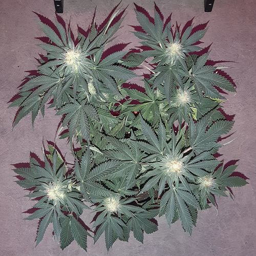Growreport Bild 2