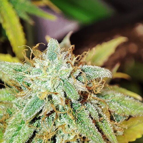 Growreport Bild 2