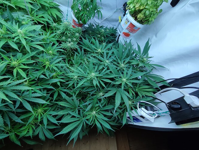 Growreport Bild 47