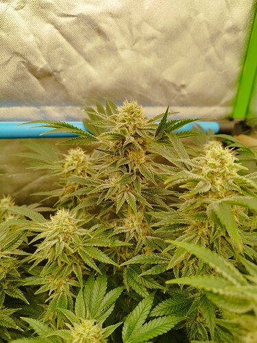 Growreport Bild 4