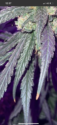 Growreport Bild 1