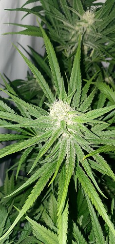 Growreport Bild 15