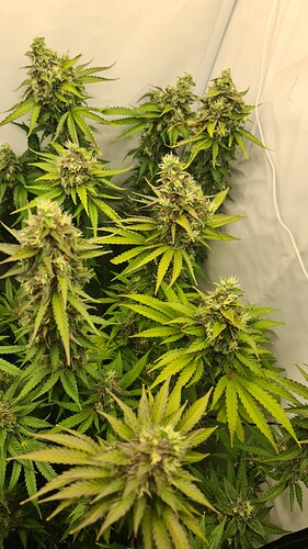 Growreport Bild 8