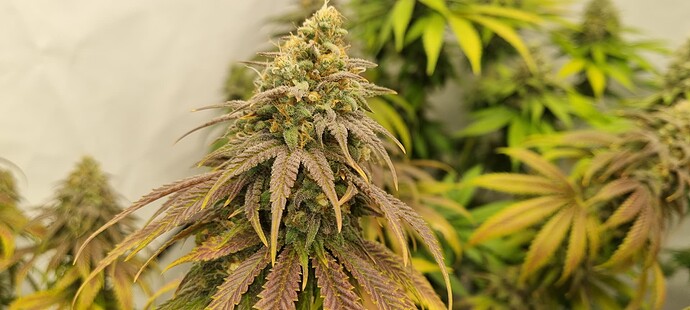 Growreport Bild 29