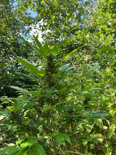 Growreport Bild 9