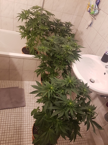 Growreport Bild 1
