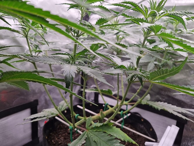 Growreport Bild 26