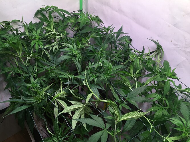 Growreport Bild 7