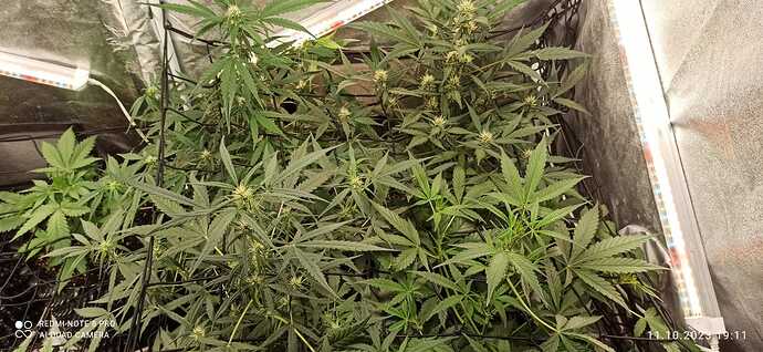 IMG-20231011-WA0036