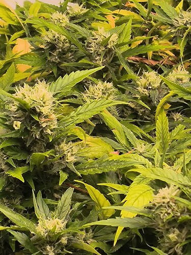 Growreport Bild 19