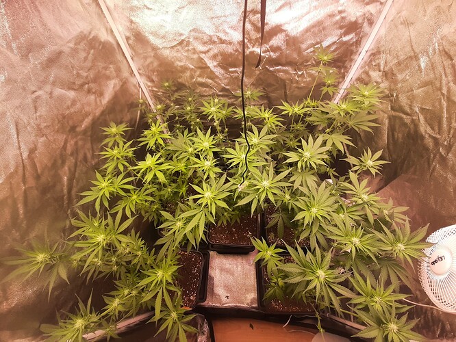 Growreport Bild 1