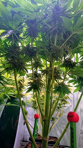 Growreport Bild 19
