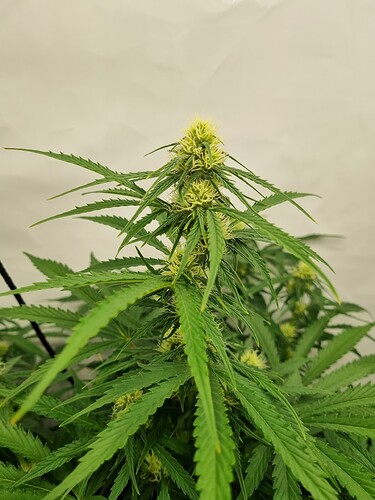 Growreport Bild 5