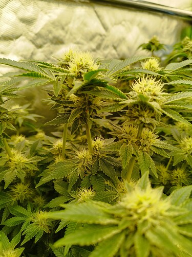 Growreport Bild 13