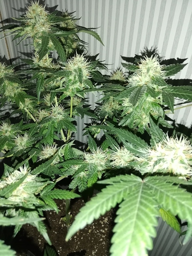 Growreport Bild 3
