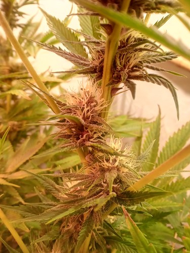 Growreport Bild 41