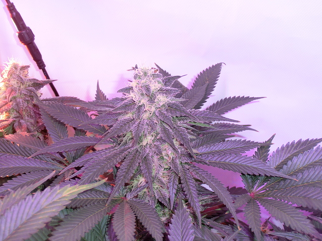 Growreport Bild 6
