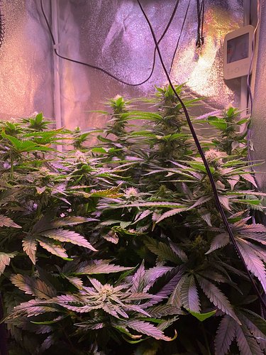 Growreport Bild 12