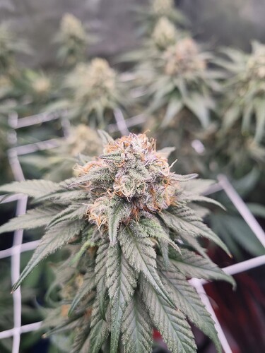 Growreport Bild 14