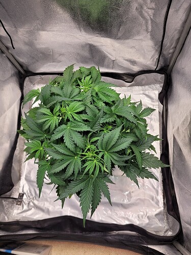 Growreport Bild 3