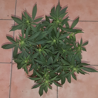 Growreport Bild 2