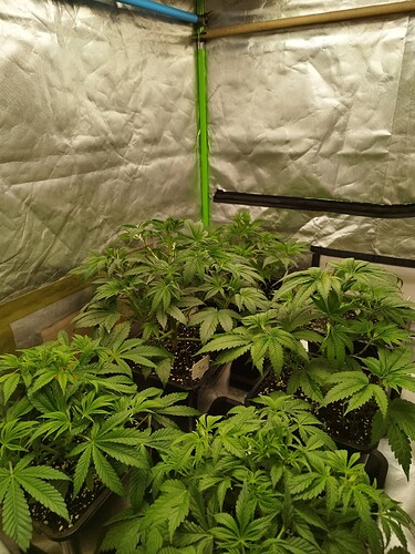 Growreport Bild 1