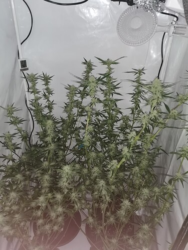 Growreport Bild 8