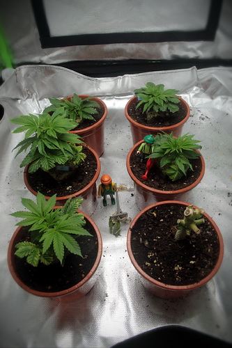 Growreport Bild 1