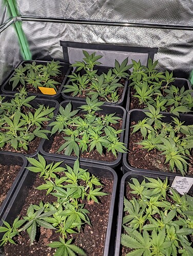 Growreport Bild 1