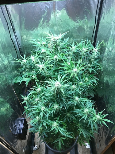Growreport Bild 9