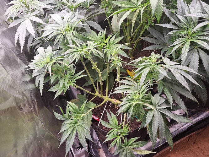 Growreport Bild 1