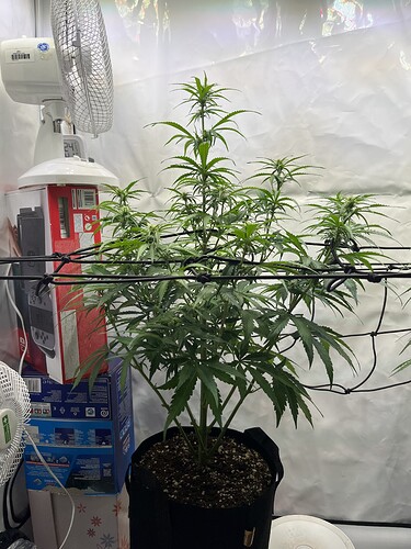 Growreport Bild 4