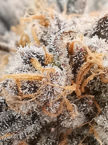 Growreport Bild 10