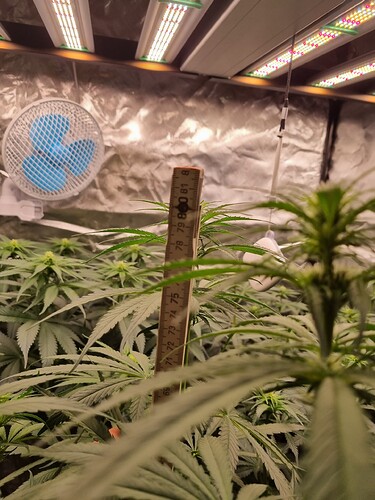 Growreport Bild 7