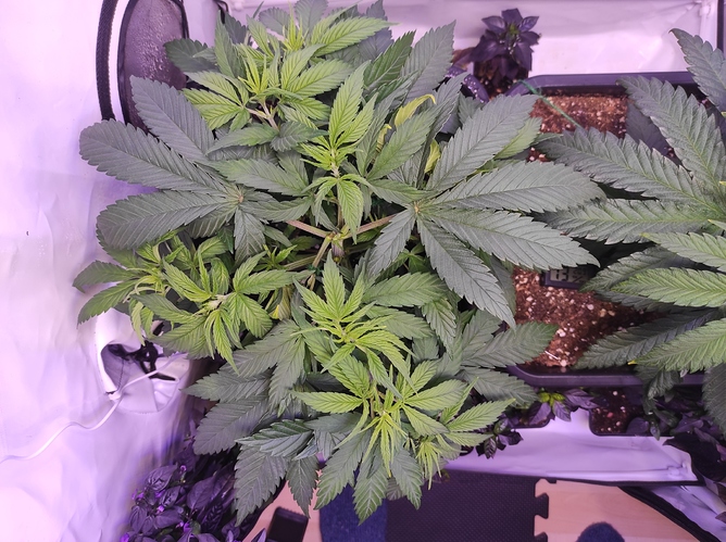 Growreport Bild 5