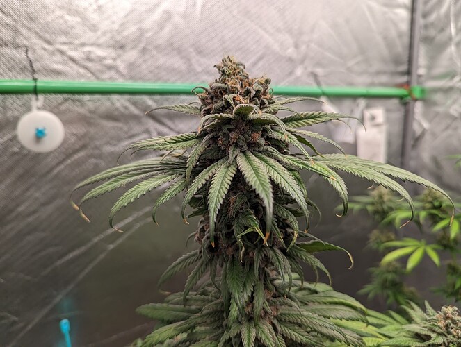 Growreport Bild 5