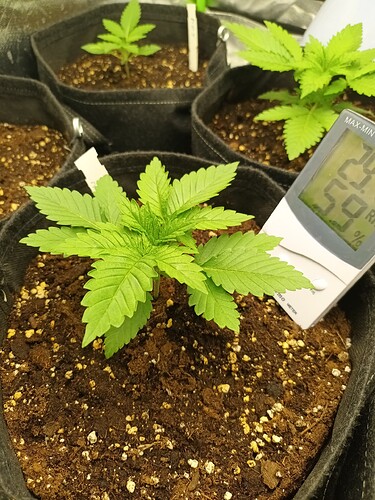 Growreport Bild 5
