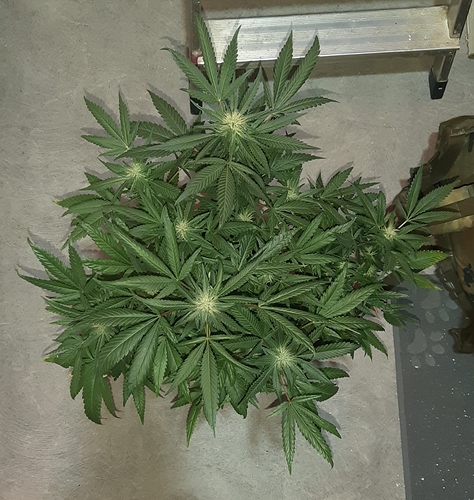 Growreport Bild 5