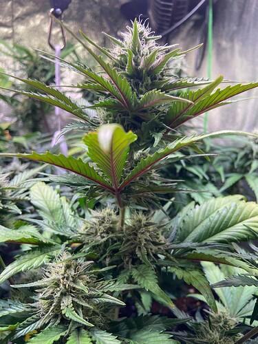 Growreport Bild 3