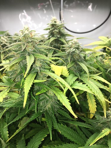 Growreport Bild 2